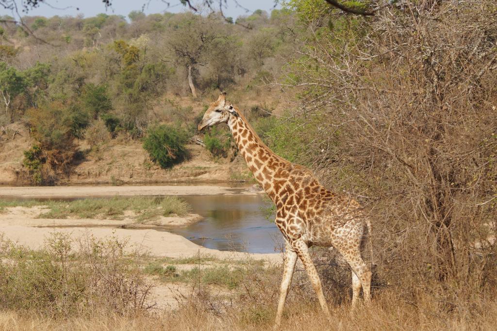 Kruger River Holiday Home Marloth Park Exteriör bild