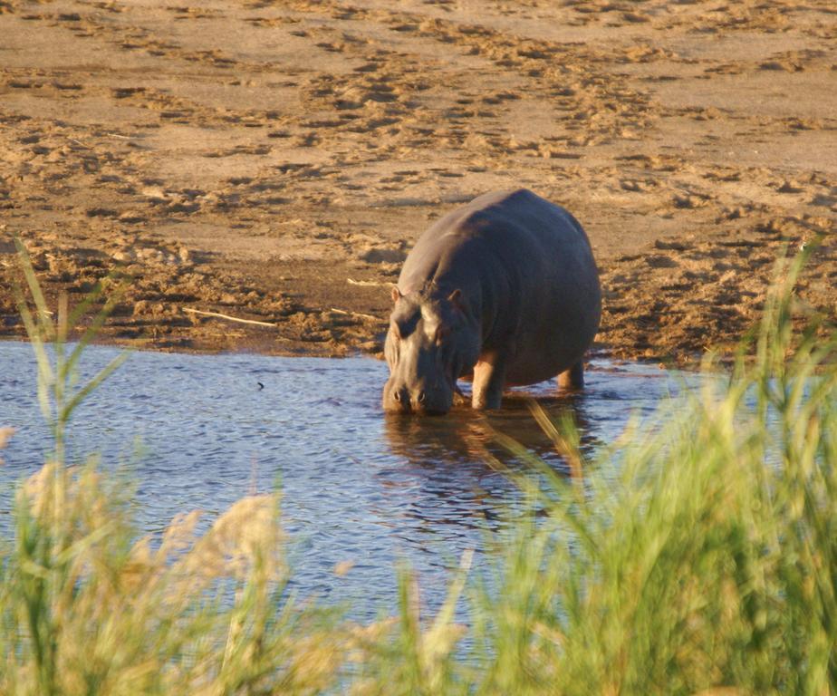 Kruger River Holiday Home Marloth Park Exteriör bild