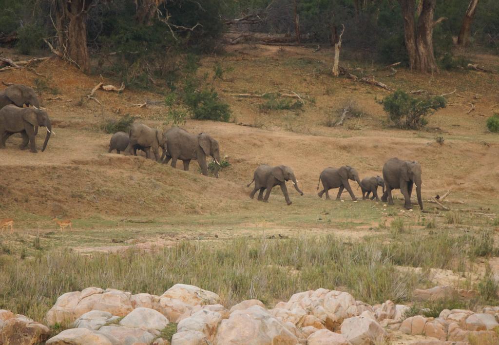 Kruger River Holiday Home Marloth Park Exteriör bild